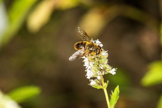 hover-fly on a flower of a peppermint
