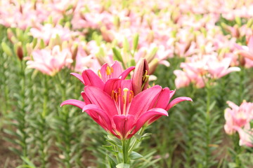 Fototapeta premium ピンクのユリ