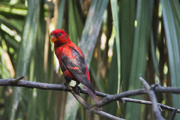 Red Parakeet perched on tree branch, close view, Indonesia