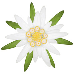 edelweiss flower symbol - obrazy, fototapety, plakaty