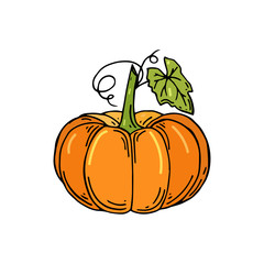 Pumpkin with leaves. Organic food. Hand drawn doodle large pumpkin with leaves. Vector illustration