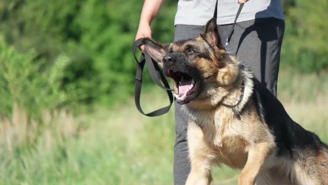 German Shepherd protects the owner, slow motion
