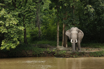 Thailand Elephants Roaming Free in Phitsanulok, Thailand.