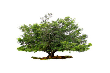 Fototapeta na wymiar Green big tree from botanical garden isolated on white background.
