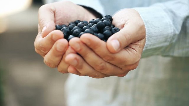 Aronia. Chokeberry in man hand