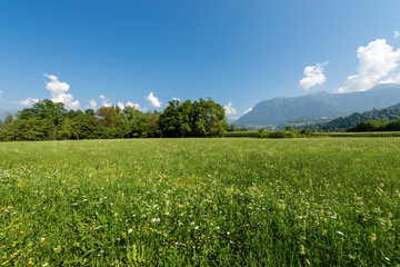 Meadows in Sugana Valley (Valsugana). Trentino Alto Adige, Italy 
