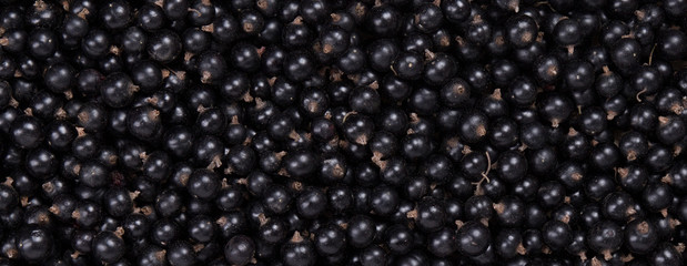 ripe berries of black currant. macro.
