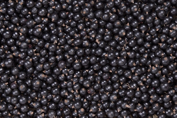 ripe berries of black currant. macro.
