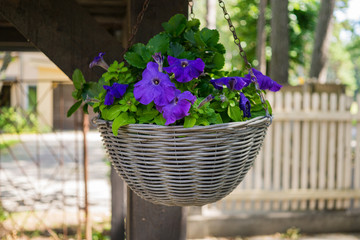 Petunia flower in a flowerpot in an outdoor garden in the village