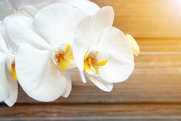 Obraz na płótnie Canvas White orchid
