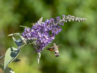Macroglossum stellatarum. Moro-sphinx ou le sphinx colibri