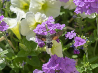 Macroglossum stellatarum. Moro-sphinx ou le sphinx colibri