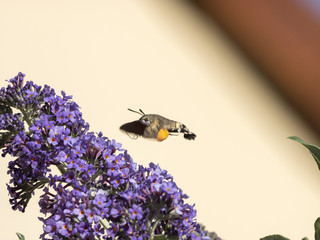 Macroglossum stellatarum. Moro-sphinx ou le sphinx colibri