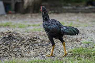 Thai chicken fighter