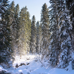 Fir forest covered with snow