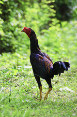 Thai chicken fighter