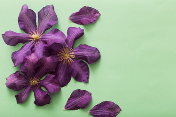 Obraz na płótnie Canvas background with purple clematis