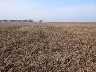 Papier Peint photo autocollant Campagne partie d& 39 un champ brun avec de l& 39 herbe sèche et des arbres à l& 39 horizon avec sky
