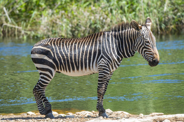 Fototapeta na wymiar Zebra South Africa Safari