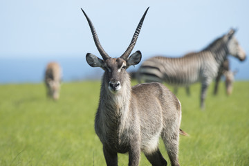 waterbuck South Africa