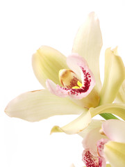 Naklejka na ściany i meble Flower orchid