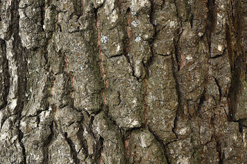 Wooden texture of tree trunk