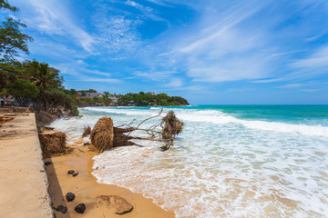 big waves hit the Pandanus trees on Kata beach Phuket were shattered during the monsoon season.