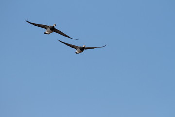 zwei fliegende Weißwangengänse