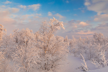 Winter trees in mountains covered with fresh snow