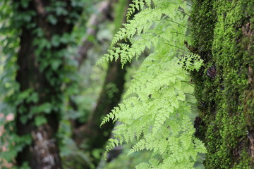 A little forest on woods