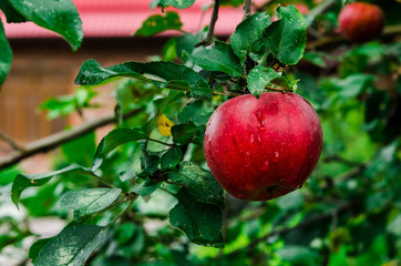 Big red apple on a branch with green leaves