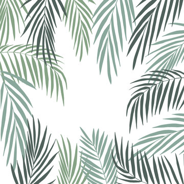 Vector background  with  hand drawn tropical plants. Palm leaves.
