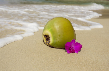 Young coconut ont the tropical beach