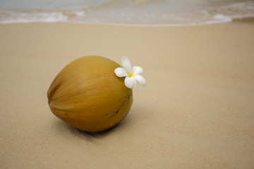 Fototapeta na wymiar Young coconut ont the tropical beach