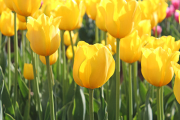 黄色いチューリップ