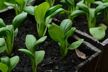 organic vegetable in wooden flowerpot