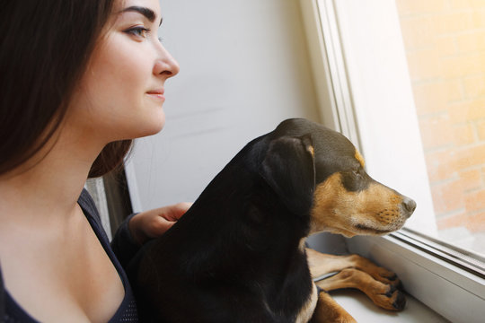 Cute young girl and inbred dog sits and looks out the window.