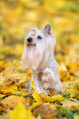 adorable yorkshire terrier dog posing in fallen leaves