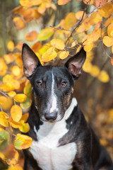 english miniature bull terrier dog portrait in autumn