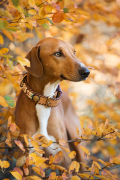 beautiful azawakh dog portrait in autumn