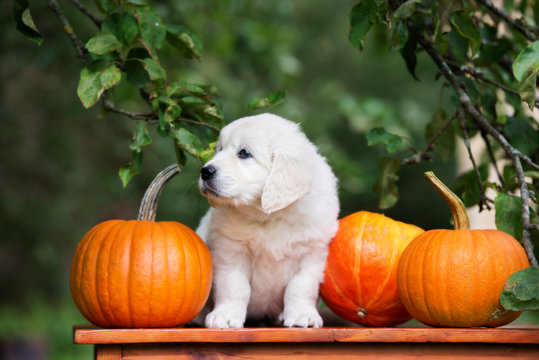 golden retriever puppy posing with pumpkins