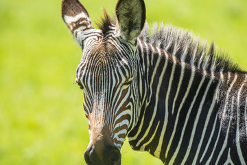 Zebra South Africa Safari