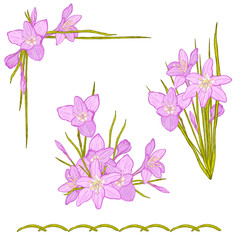Set of floral vector bouquet of garden flowers, botanical natural flowers zephyranthes. Illustration on white. Summer flowers greeting card, flower decoration bouquet.
