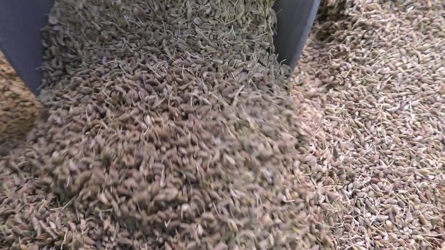 Mixing celery seeds spices and seasonings