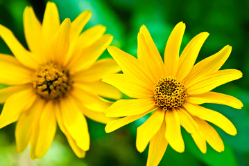 yellow flower