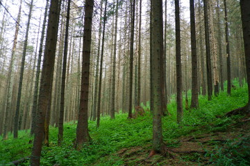 Forest on the slope of the mountain