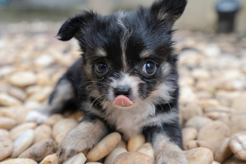 black puppy chihuahua is sitting on the rock floor and looking at something.