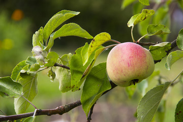  Farming, agriculture, ecology and healthy nutrition concept. Close - up of juicy red apple hanging on a tree branch in the orchard. On the background of green leaves.