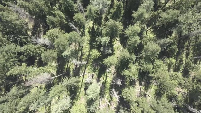 Aerial View Satellite View of Forest With Drone Moving Forward