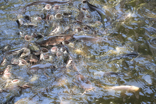 Welse im Teich
